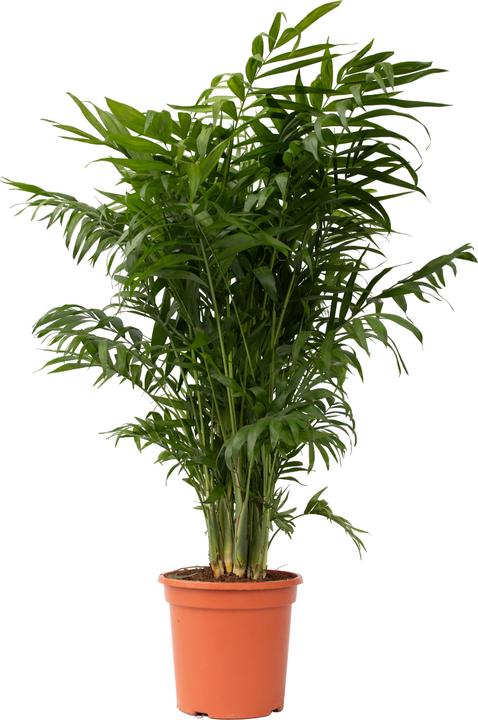 Immagine prodotto Plant in a Box Chamaedorea elegans - Palma di montagna (80 cm)