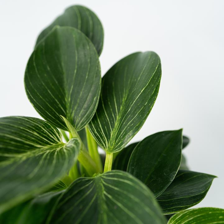 Produktbild Plant in a Box Philodendron 'White Wave' - 2er Set Weisse Welle (25 cm)