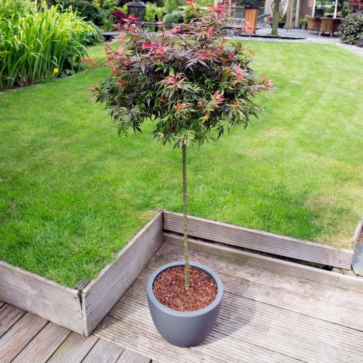 Immagine prodotto Plant in a Box Acer palmatum 'Shaina' - Acero giapponese (80 cm)