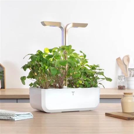 Actual product image Véritable Lingot white wild berries BIO (Fruit seed)