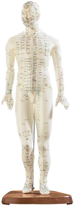 Actual product image Newgen medicals Acupuncture model man