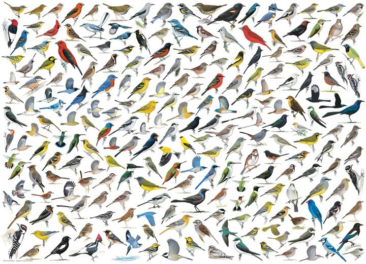 Produktbild Eurographics Die Welt der Vögel (1000 Teile)