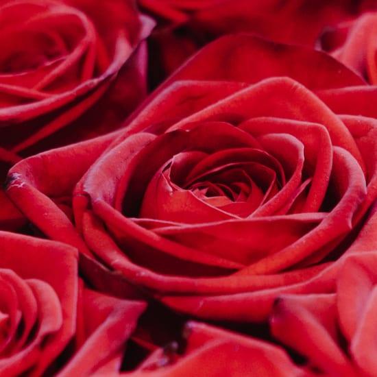 Actual product image Fleurop Red Roses Bouquet (Cut flowers)
