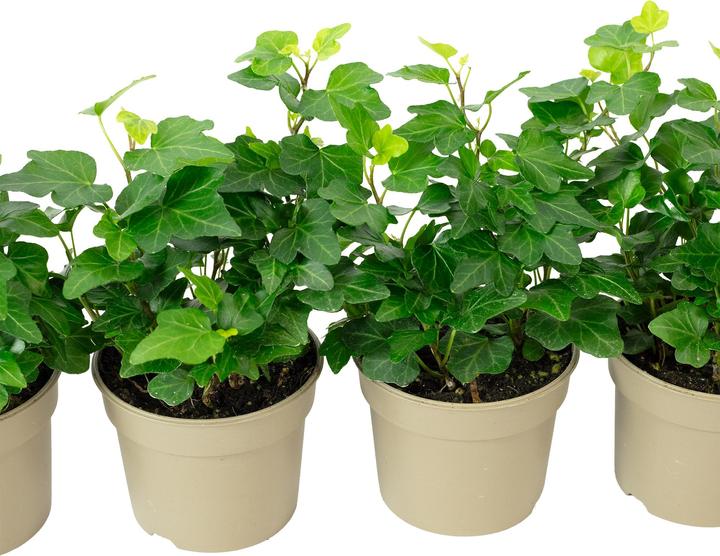 Actual product image Flowerbox Set of 4 common ivy - Hedera helix (15 cm)