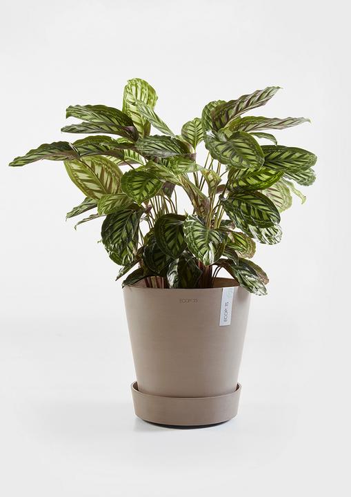 Image du produit Ecopots Soucoupe sur roues