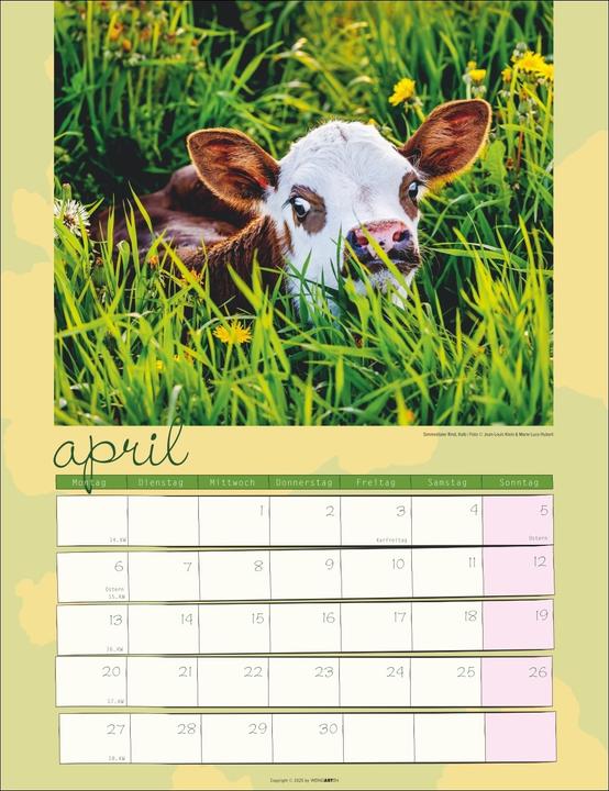 Produktbild Kuh Kalender 2026 (30 x 39 cm, Deutsch)