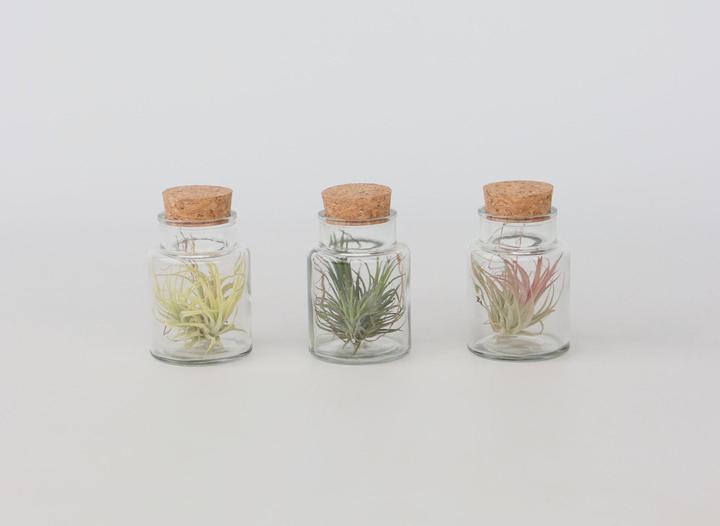 Produktbild Plant in a Box Tillandsia - 3er Mischung Tillandsien in Glasflaschen (5 cm)