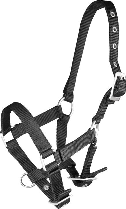 Horka Fohlenhalfter