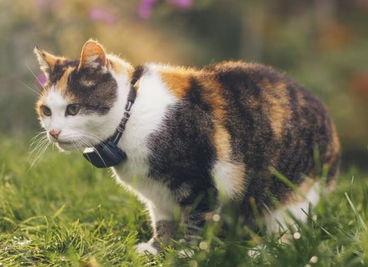 Produktbild Tractive CAT Mini GPS Tracker für Katzen (Katze, Allgemein)