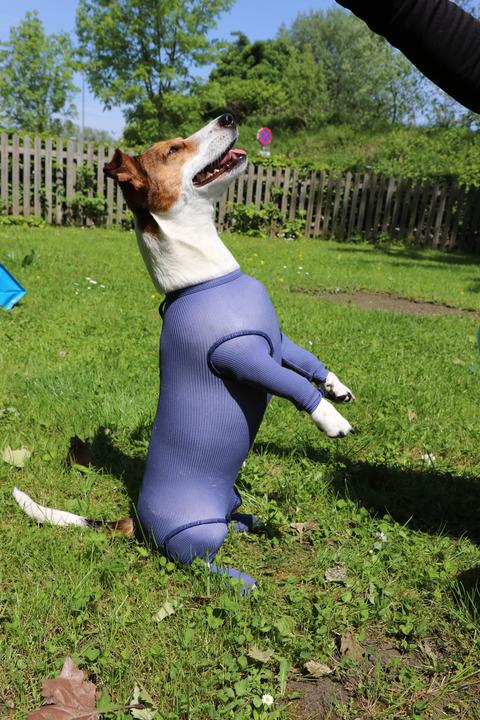 Produktbild Vetmedcare Hunde Body mit Beinen (Hund)
