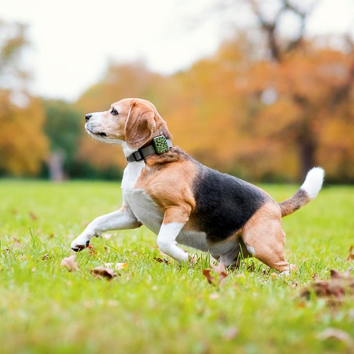 Immagine prodotto Tractive GPS Pet Tracker (Cane)