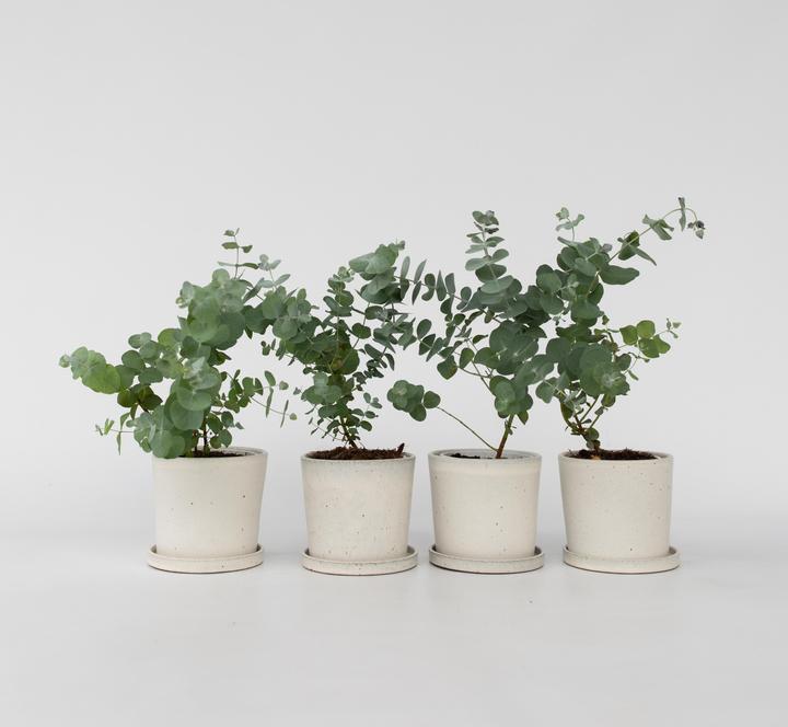 Produktbild Plant in a Box Eucalyptus Pulverulenta - 4er Set Silberblättriger Eukalyptus (25 cm)