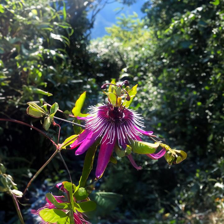 Actual product image Plant in a Box Passiflora x violacea 'Victoria' - set of 2 passion flowers (110 cm)