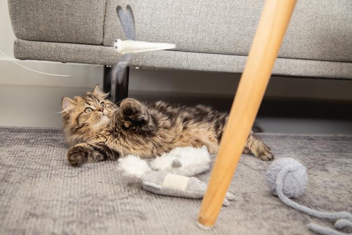 Immagine prodotto Beeztees Libelle (Gioca alla canna da pesca gatto)