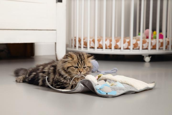 Actual product image Beeztees Kitten playground Weezy (Catmint toy)