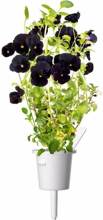 Image du produit Click and Grow Coussinets de plantes de pensées noires (Graines de fleurs)