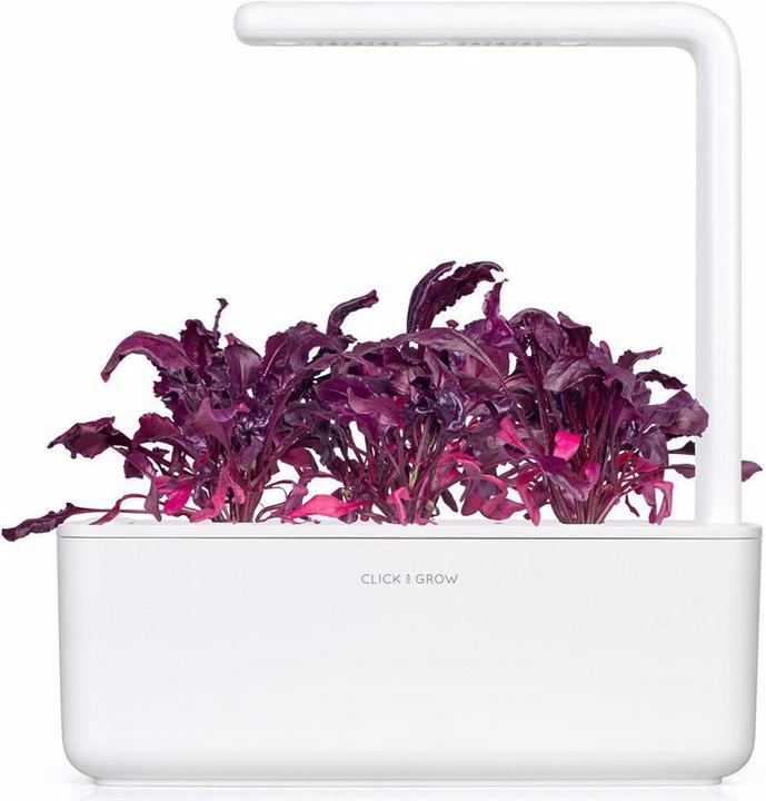 Produktbild Click and Grow Saatgut Roter Mangold (Gemüsesamen)