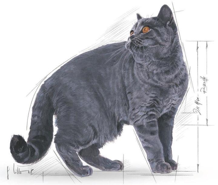 Immagine prodotto Royal Canin British Shorthair 34 (Adulto, 1 pz., 2000 g)