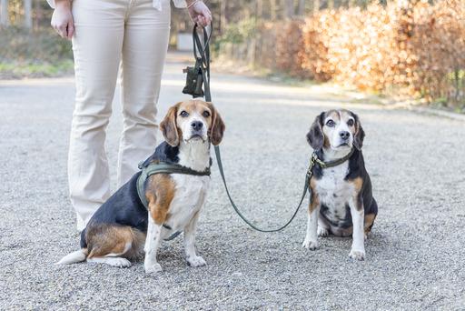 Actual product image Designed by Lotte Dog collar Velura (50, Dog, Walks, Jogging)