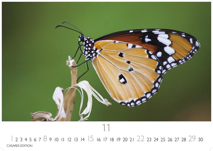Immagine prodotto Schmetterlinge 2026 L 35x50cm (35 x 50 cm, Tedesco)