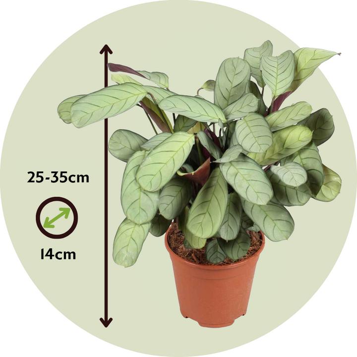 Produktbild Plant in a Box Ctenanthe Burle-Marxii 'Amagris' - Korbmarante (25 cm)