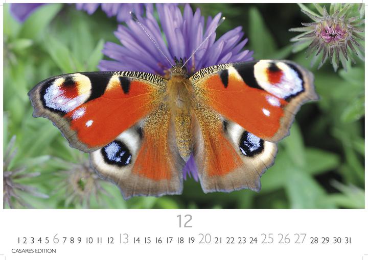 Immagine prodotto Schmetterlinge 2026 L 35x50cm (35 x 50 cm, Tedesco)