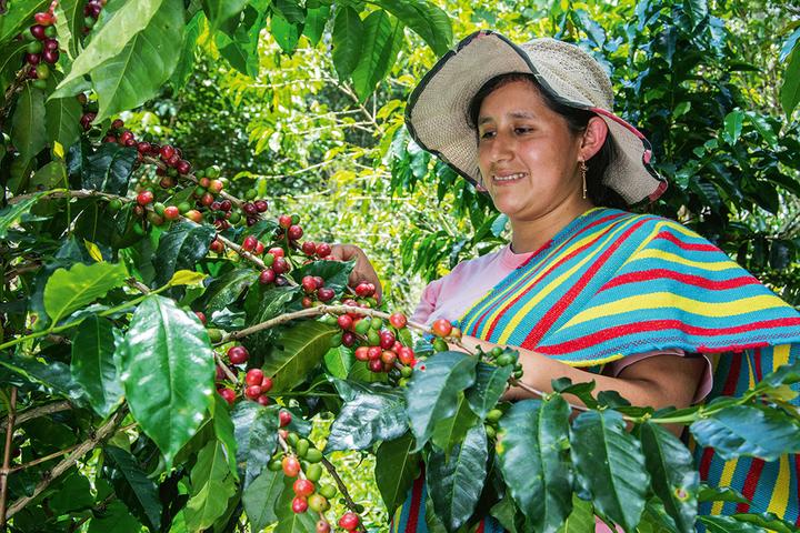 Actual product image Café Royal MH Royal Peru (10 x Port.)