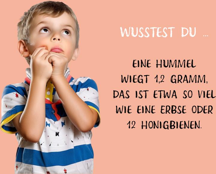 Immagine prodotto Die dicke Hummel Doris (Tedesco, Uwe Krauser, 2024)