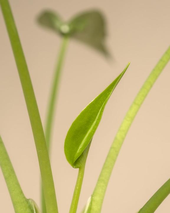 Immagine prodotto feey Alocasia 'Tiny Dancer' (40 cm, Appena rinvasata)