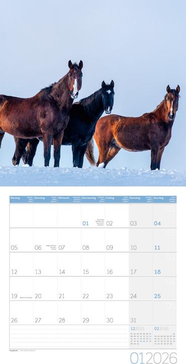 Produktbild Pferde Kalender 2026 - 30x30 (30 x 30 cm, Harter Einband, Deutsch)