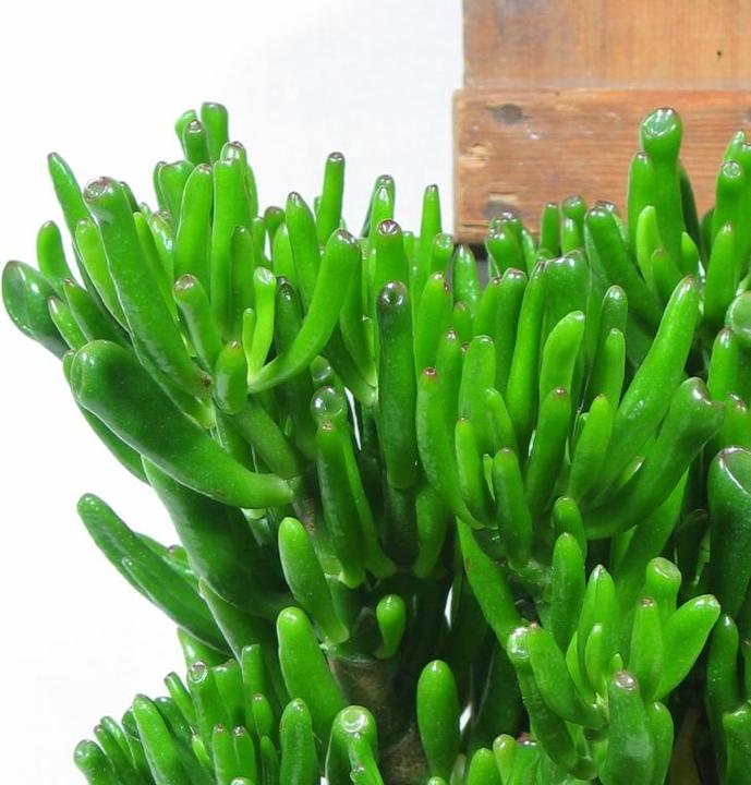 Image du produit Kakteen Gautschi Crassula horntree (35 cm)