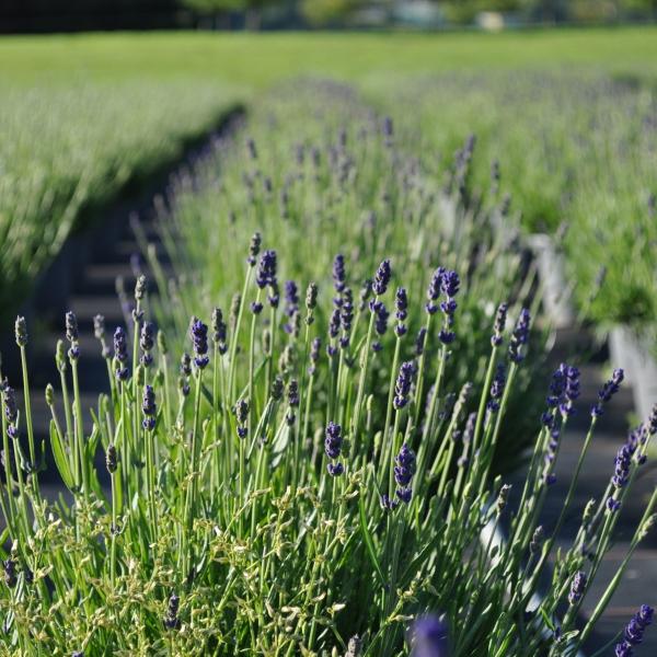 Image du produit Säntispracht Lot de 2, Le parfum méditerranéen de la lavande - Lavandula Blau (40 cm)