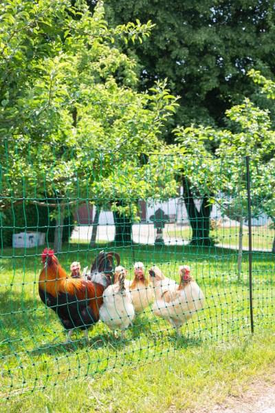 Produktbild Kerbl Geflügelnetz