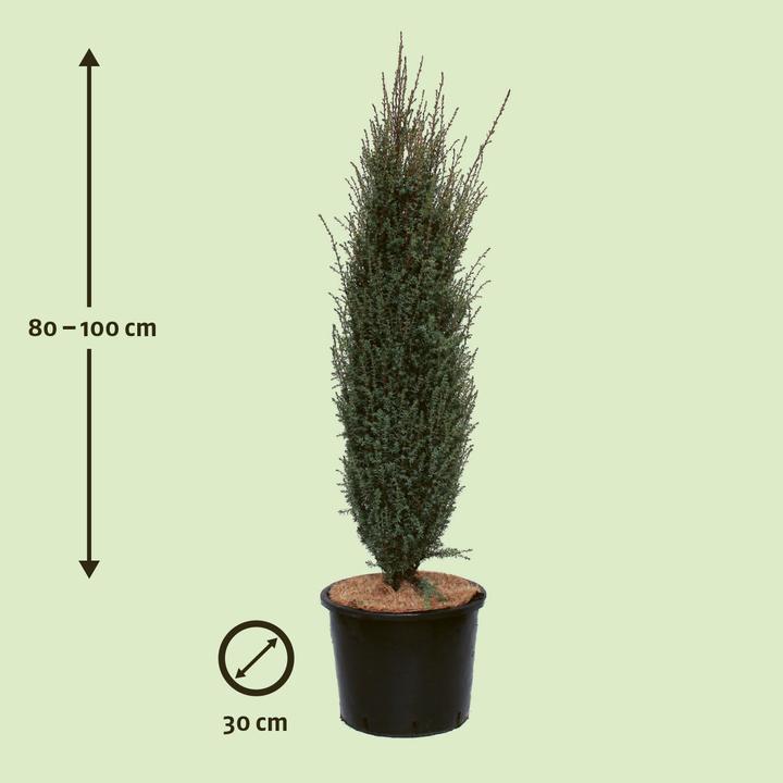 Immagine prodotto Zulauf Säulen-Wacholder / Juniperus com. 'Sentinel' (100 cm)