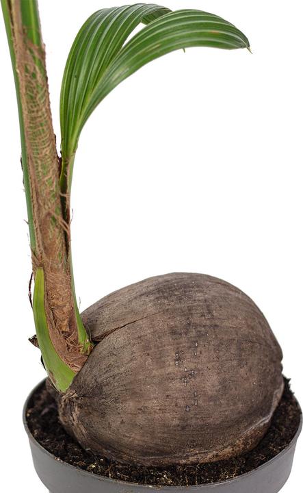 Actual product image Flowerbox Coconut palm - Cocos nucifera (100 cm)