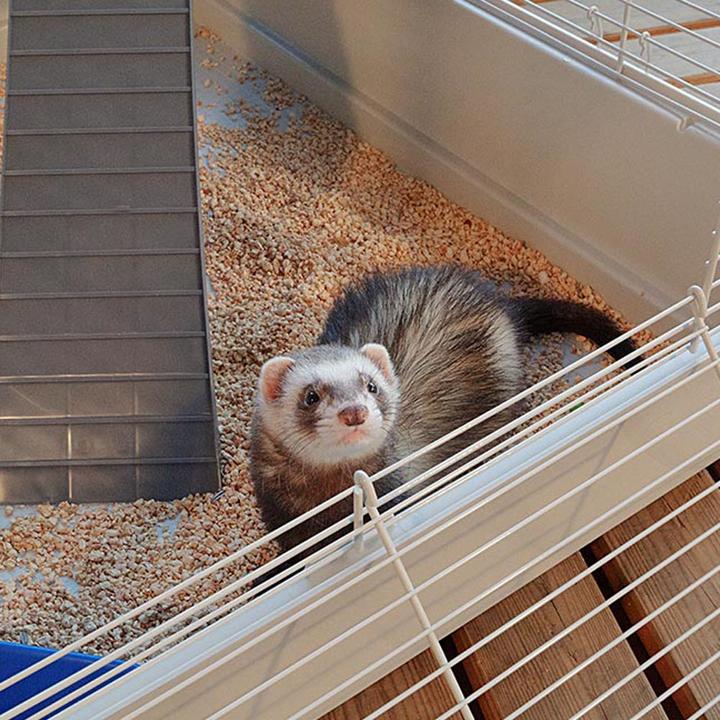 Actual product image Ferplast Furet Tower