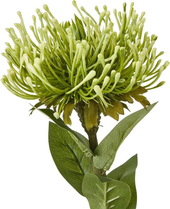 Immagine prodotto Hill Interiors Stelo di Protea Lorea Pianta artificiale (73 cm)