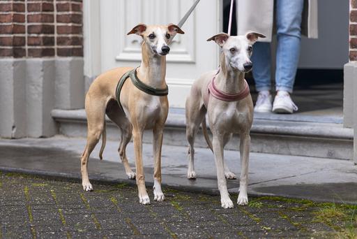 Actual product image Designed by Lotte Velura (XXS, XS, S, M, L, Dog, Walks)