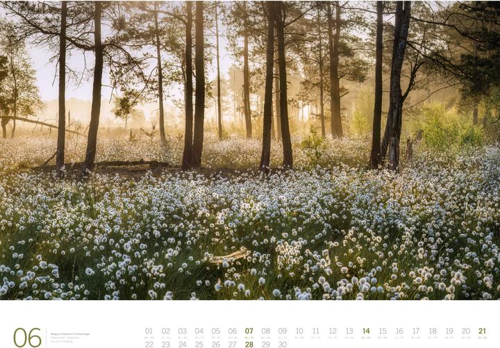Produktbild Wald - Gallery Kalender 2026 (66 x 50 cm, Harter Einband, Englisch, Deutsch)