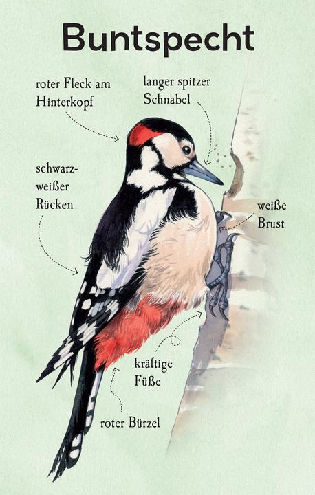 Produktbild Natur-Entdecker-Karten: Unsere heimisch (Deutsch)
