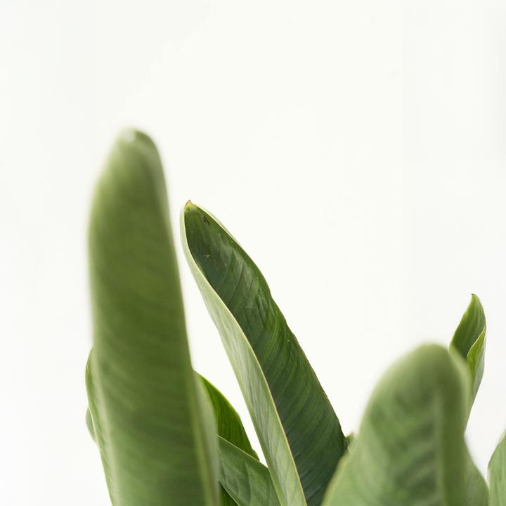Image du produit Plant in a Box Strelitzia Nicolai - Lot de 2 Fleur d'oiseau de paradis (70 cm)
