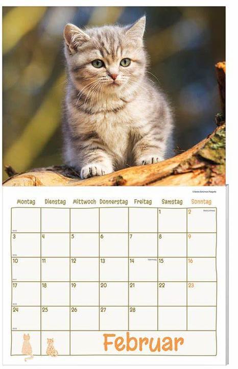 Katzen Kalenderpaket 2025, 9-teilig (Allemand)