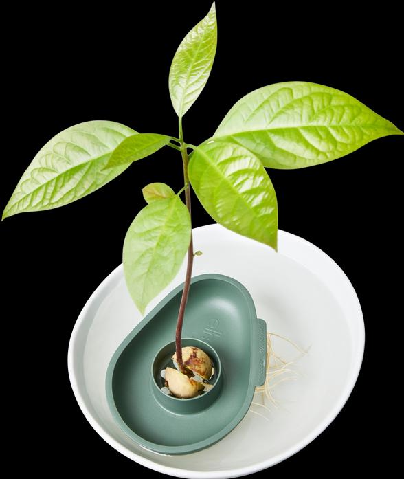 Image du produit Elho Amazing Avocado Floater