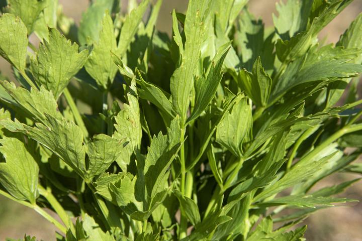Image du produit Zollinger Bio Livèche, herbe maggi (Germes)