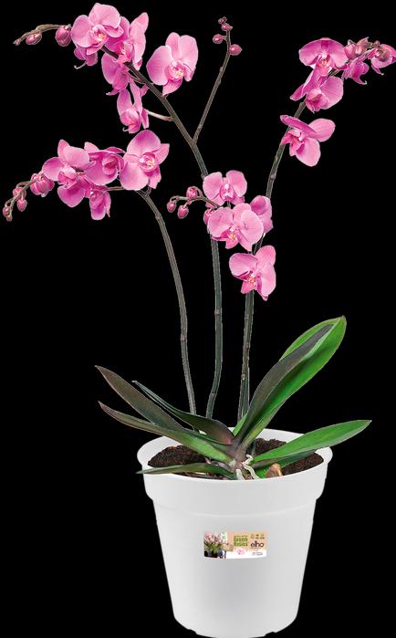 Actual product image Elho Green Basics Orchid (17 cm)