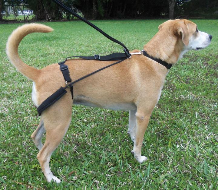 Actual product image Dr. Horgan Education harness (S, Dog, General)
