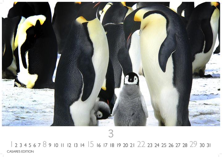 Actual product image Pinguine 2026 S 24x35cm (24 x 35 cm, German)