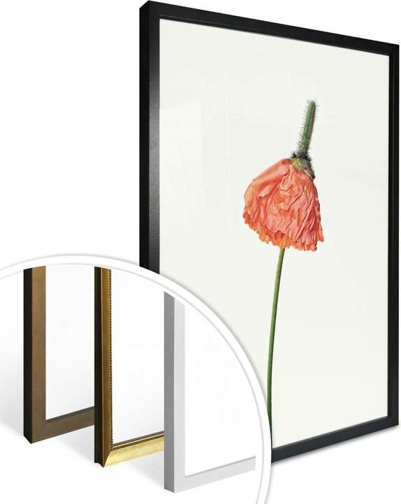 Image du produit Trenddeko La fleur rouge 01 (30 x 40 cm)
