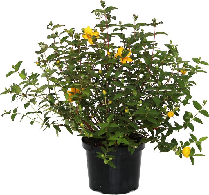 Produktbild Zulauf Johanniskraut / Hypericum 'Hidcote' (120 cm)