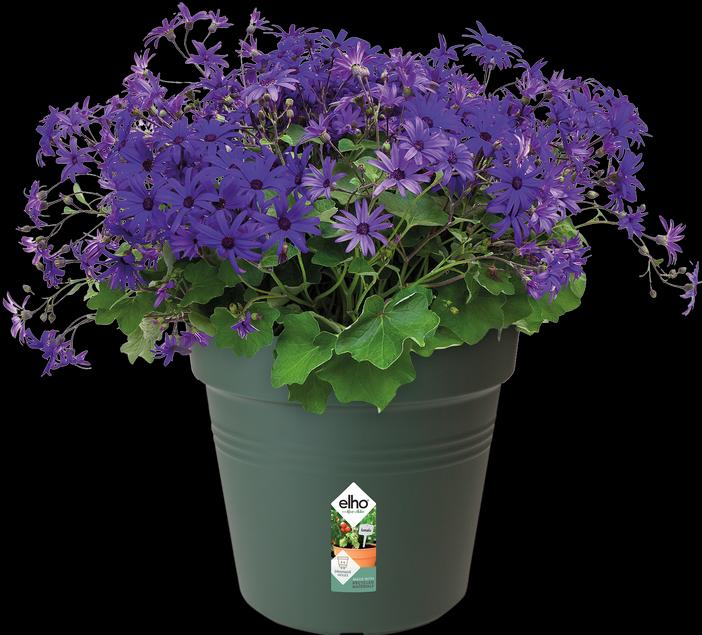 Actual product image Elho Green Basics (21 cm)